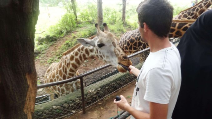 Kenya Mombasa Haller Parkı Zürafa