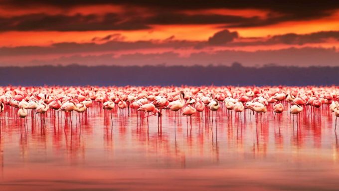 Lake Nakuru, Kenya Dünyanın En Renkli Yerleri