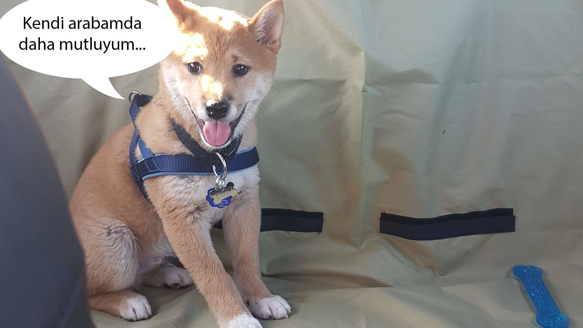 kedi sakinleştirici ilaç yolculuk