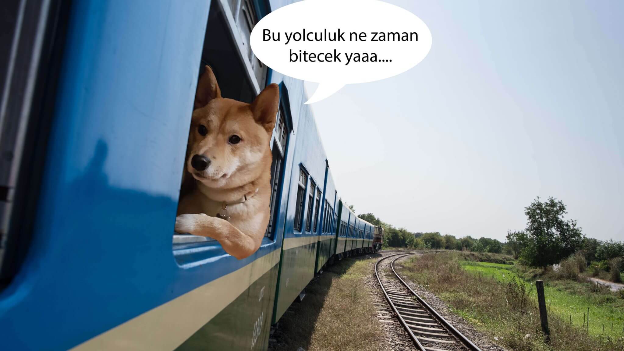 kedi sakinleştirici ilaç yolculuk