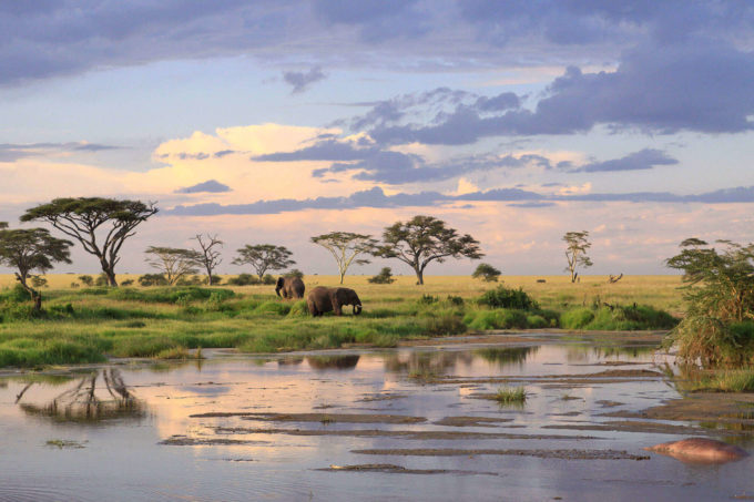 Ağustos Ayında Gidilecek Yerler Tanzanya Safari Fil